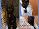 Arma di Taggia: il gattino Romoletto cerca una nuova famiglia