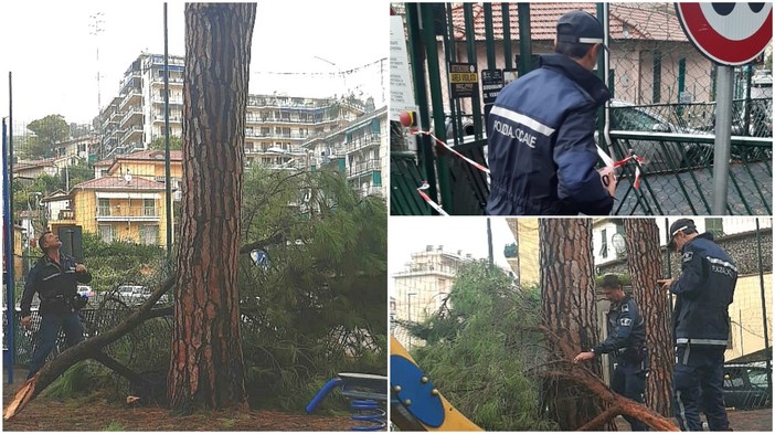 Sanremo: grosso ramo crolla nei giardinetti delle scuole del borgo, intervento della Polizia Locale