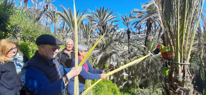 Bordighera, slegatura delle palme per ottenere parmureli: tradizione rispettata (Foto)