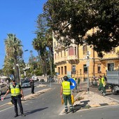 Sanremo: sfoltitura straordinaria del ficus di Via Nuvoloni, giardinieri e Polizia al lavoro (Foto)