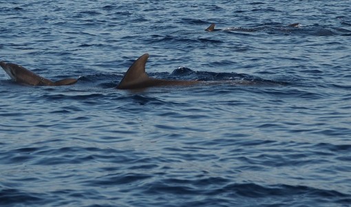 Scoperto in Riviera il primo caso italiano di uccisione diretta di una stenella striata da parte di delfini tursiopi