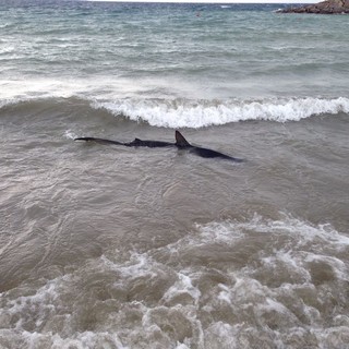 San Lorenzo al Mare: squalo avvistato sulla spiaggia, lettore &quot;Dovrebbe essere il 'pesce volpe'&quot;