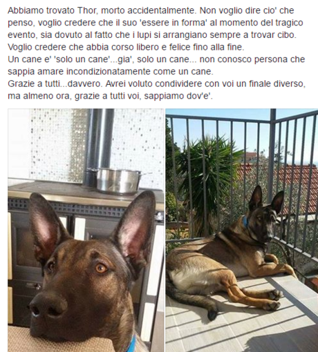 Diano San Pietro: è morto accidentalmente Thor, il cane pastore scomparso dallo scorso 5 marzo