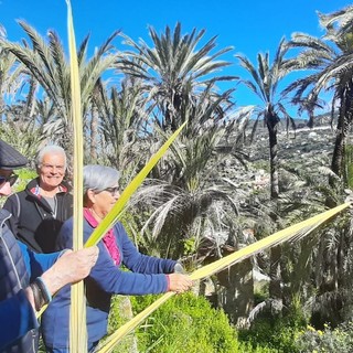 Bordighera, slegatura delle palme per ottenere parmureli: tradizione rispettata (Foto)