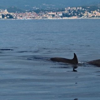 Il saluto dei tursiopi ai turisti di Imperia: osservati speciali dai biologi