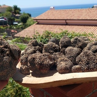 Sanremo: guidato dalle sue due cagnoline passeggia sulle alture e trova 2 chili di tartufi (Foto)