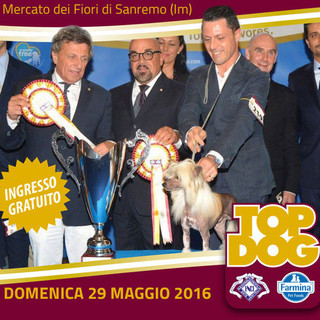 Sanremo: domenica al Mercato dei Fiori appuntamento con Top Dog, i cani più belli in gara per un importante premio