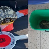 Vallecrosia, tartaruga nel torrente Verbone: recuperata dalla polizia locale (Foto e video)