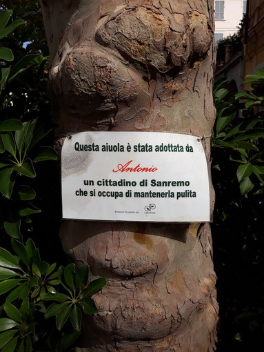 Sanremo: taglio alberi e iniziative delle associazioni, lettrice &quot;Se i cittadini si prendono cura del verde pubblico siamo messi male&quot;