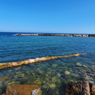 Sanremo: oggi ai bagni lido trovato un tronco di oltre venti metri tirato fuori dall'acqua dai proprietari dello stabilimento (foto)