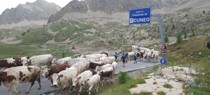 La festa della transumanza in alta Valle Stura (FOTO E VIDEO)