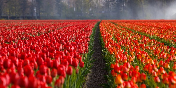 Bulbi da fiore: un’opportunità per un giardino sempre fiorito