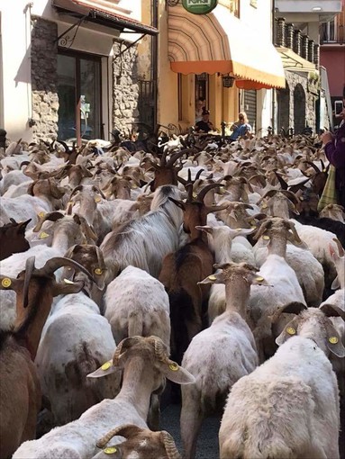 Molini di Triora: successo per la Transumanza con Nevio e le sue pecore organizzata ieri dalla Pro Loco (foto)