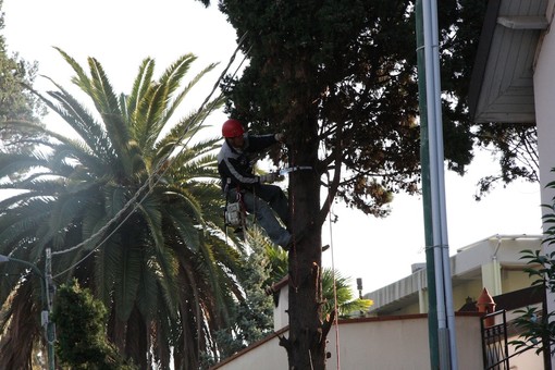 Ventimiglia: dalla prossima settimana al via le operazioni di piantumazione degli alberi che sono stati abbattuti