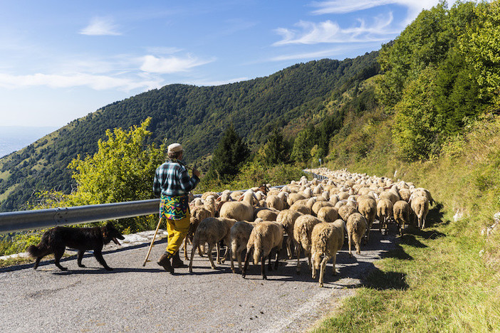 Tradizioni e stili di vita, la storia della transumanza a Montegrosso in un dibattito a Imperia