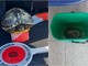 Vallecrosia, tartaruga nel torrente Verbone: recuperata dalla polizia locale (Foto e video)