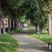 Taggia: censimento del patrimonio arboreo comunale, un giorno il database sarà pubblico