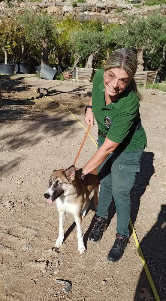 Sanremo: Tequila, un cucciolo di 6 mesi, recuperato dalle guardie zoofile dei Rangers D’Italia durante un servizio di controllo ambientale