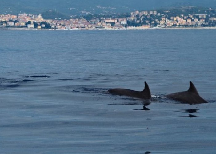 Il saluto dei tursiopi ai turisti di Imperia: osservati speciali dai biologi