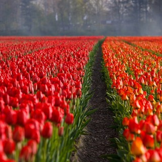 Bulbi da fiore: un’opportunità per un giardino sempre fiorito