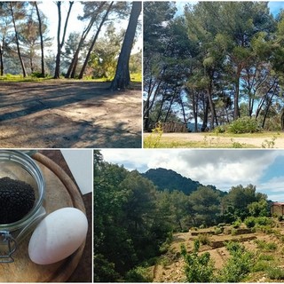 Entroterra, giornata dedicata al tartufo ligure tra Vallebona e Seborga (Foto)