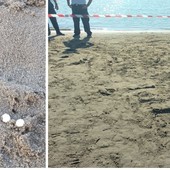 &quot;A Riva Ligure uova di tartaruga Caretta Caretta&quot;, ma è un falso allarme