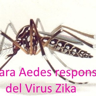 Virus Zika: c'è davvero da aver paura?