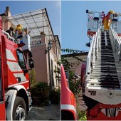 Vallecrosia, nido di vespe velutine: vigili del fuoco e protezione civile in azione (Foto)