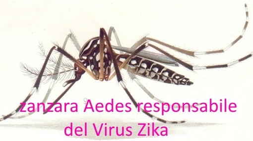 Virus Zika: c'è davvero da aver paura?