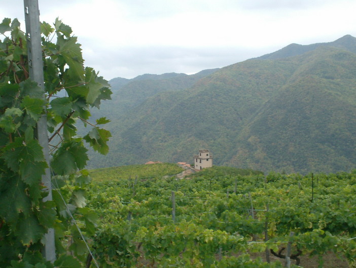 Domenica prossima nuova iniziativa per la degustazione dell'uva a Soldano