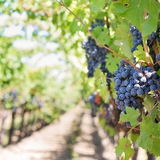 Agricoltura, la Liguria si candida per dotarsi del registro regionale dei vigneti storici ed eroici