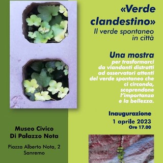 Sanremo: il ‘Verde Clandestino’ protagonista della mostra al museo civico di piazza Nota