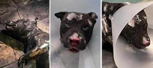 Cane bruciato vivo, padrone non potrà più avere animali: ordinanza sindaco Palermo