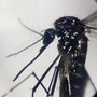 Dengue, Iss: in Italia 259 casi da inizio anno, tutti importati