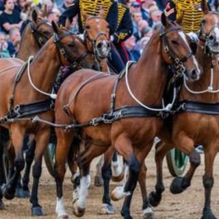 Cavallo di re Carlo morde turista in posa per foto